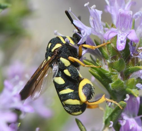 Leucospis gigas